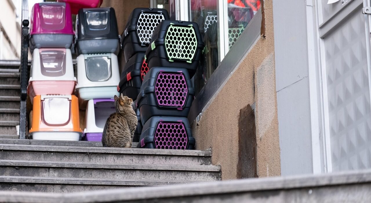 cat box g7aeaf5f39 1280