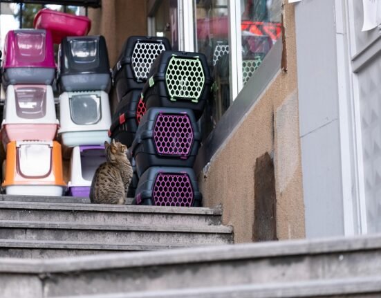 cat box g7aeaf5f39 1280