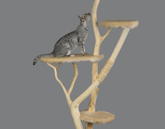 cat furniture g8d3ca0691 1280