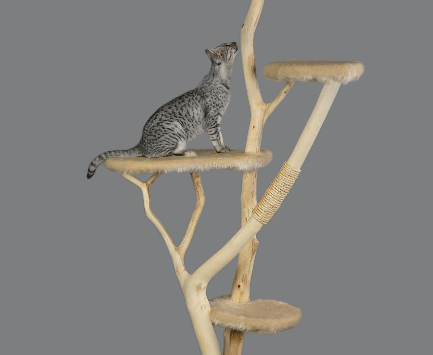 cat furniture g8d3ca0691 1280