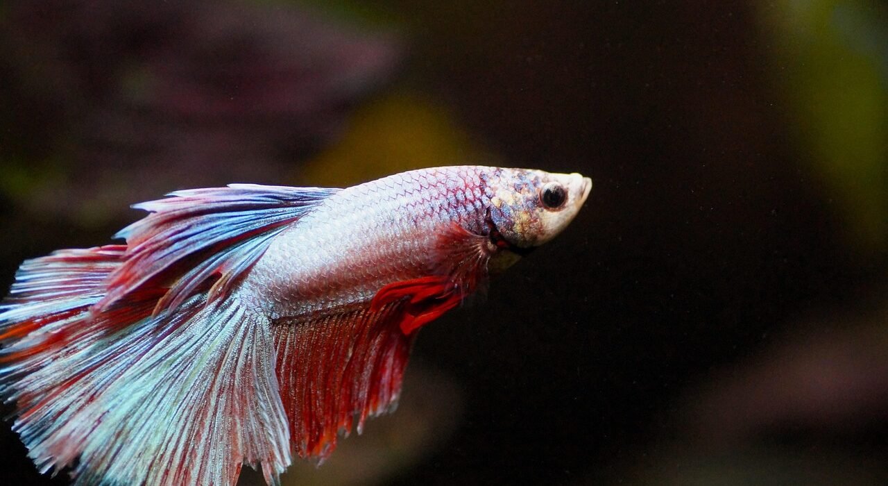 fish gc664b3e07 1280