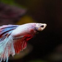 fish gc664b3e07 1280