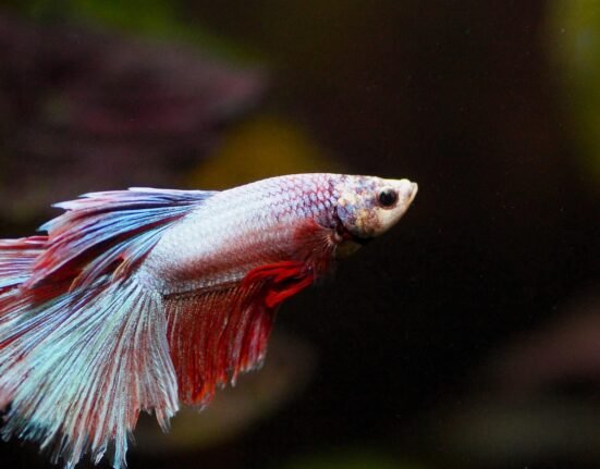 fish gc664b3e07 1280